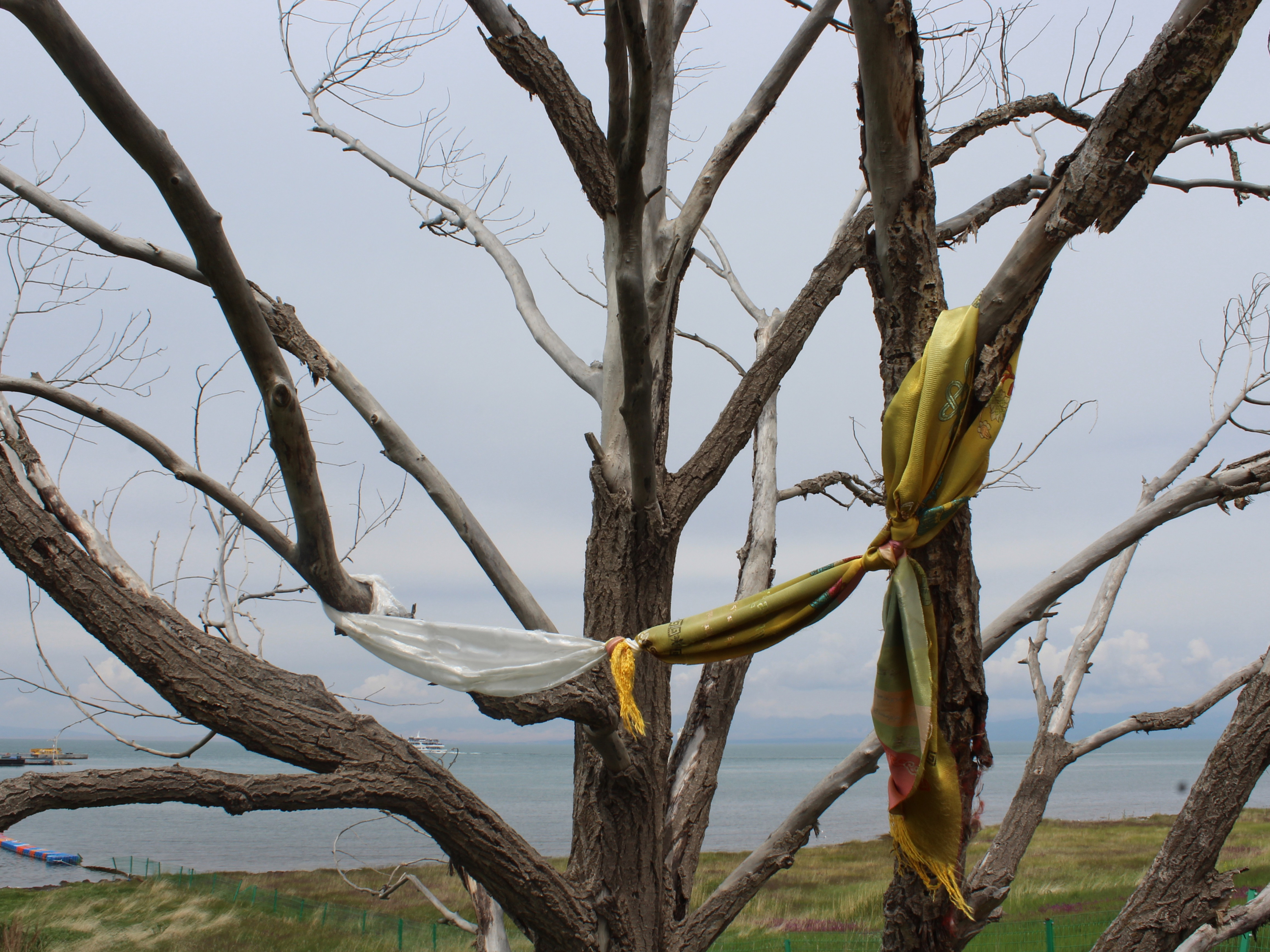 a silk scarf is tied to the branches of a leafless tree.
