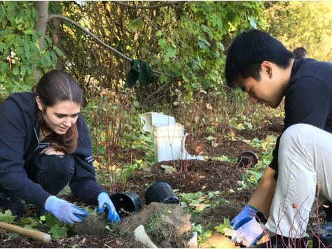 Two Munk One students kneeling while planting trees in the Toronto Park.