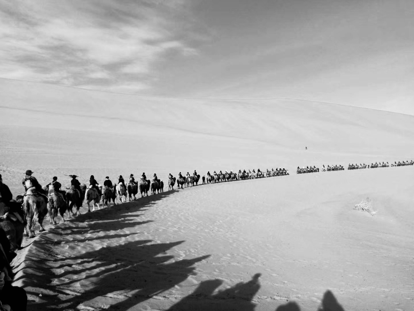 Black and white image of a row of people on camels in the desert.
