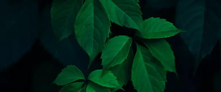 Image of bright green leaves