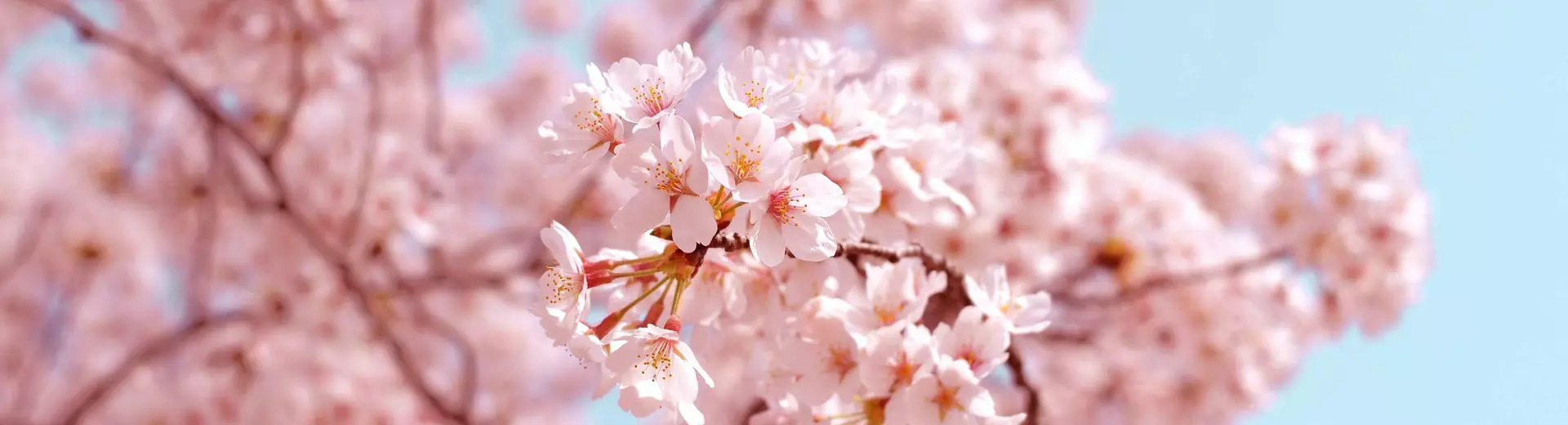 Close up of a cherry tree in full bloom