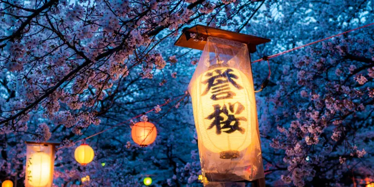 Japanese lanterns hanging from cherry trees at dusk
