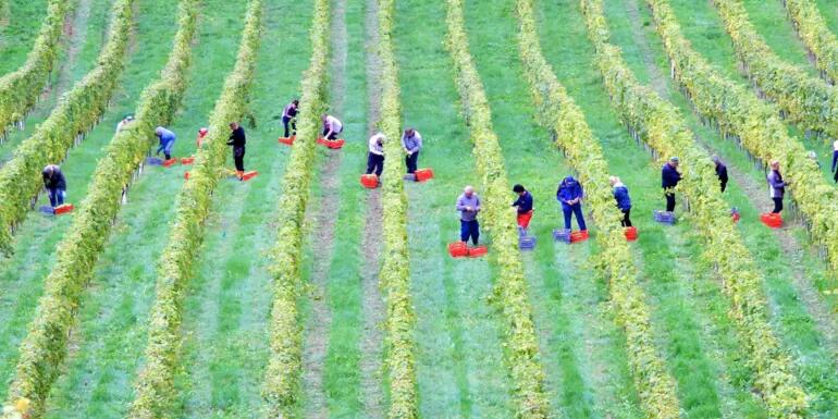 Twenty agriculture workers in a field with red and blue boxes at their feet