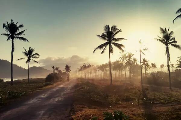 Palm trees in Indonesia