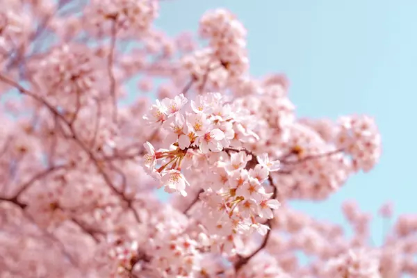 Cherry Blossoms against a blue sky