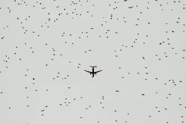 image of a black airplane and birds against a grey white sky.