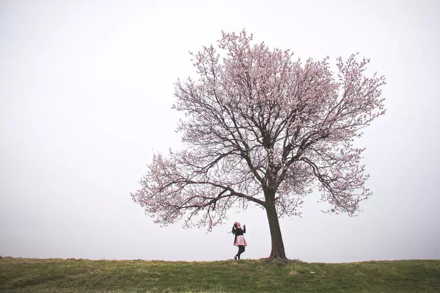 A girl stands beneath a pink cherry blossom tree on the horizon.