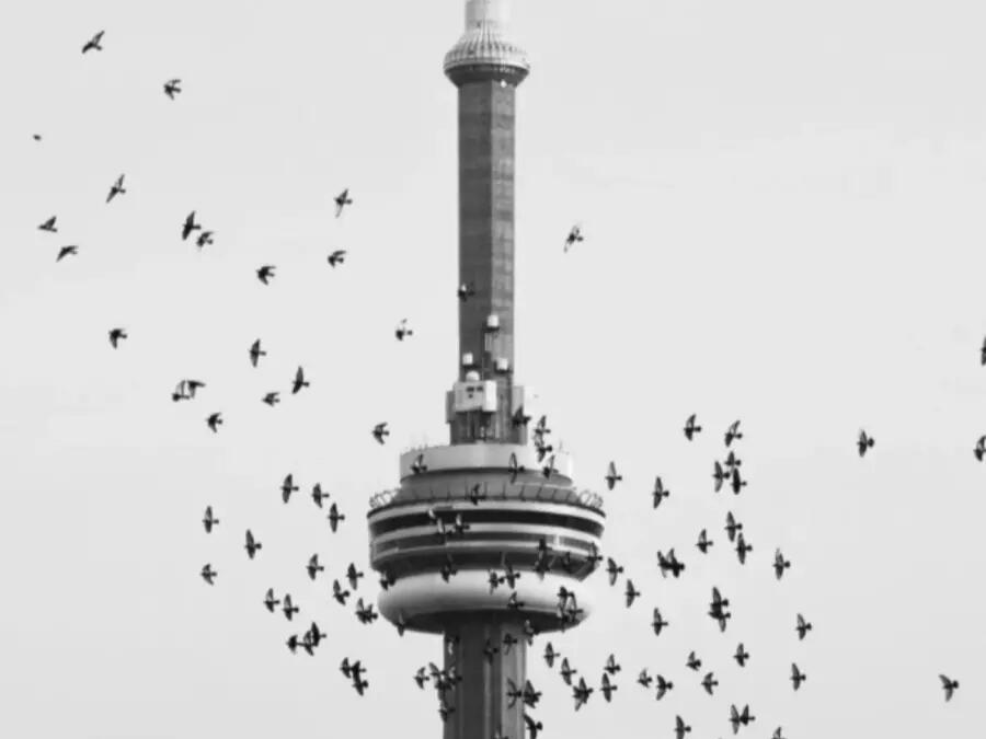 black and white image of the top of the CN tower overlaid with birds flying