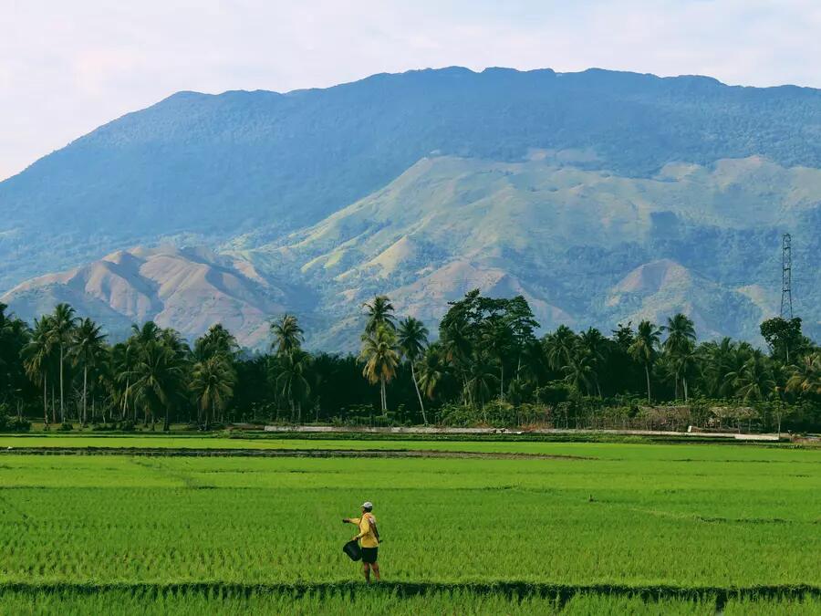 Person farming rice in a field with mountains in the background.