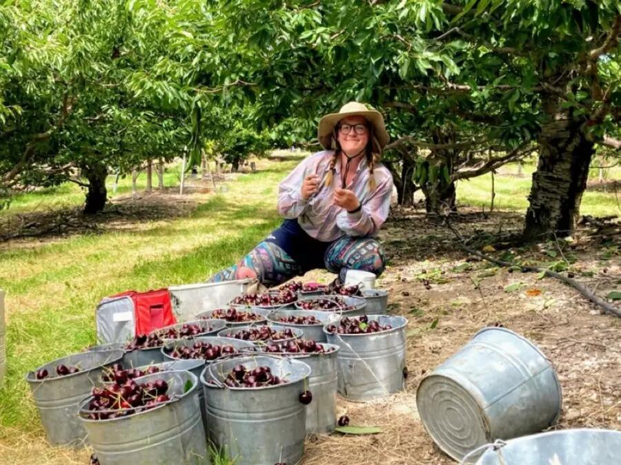 Munk One student Naomi Butterfield picking cherries