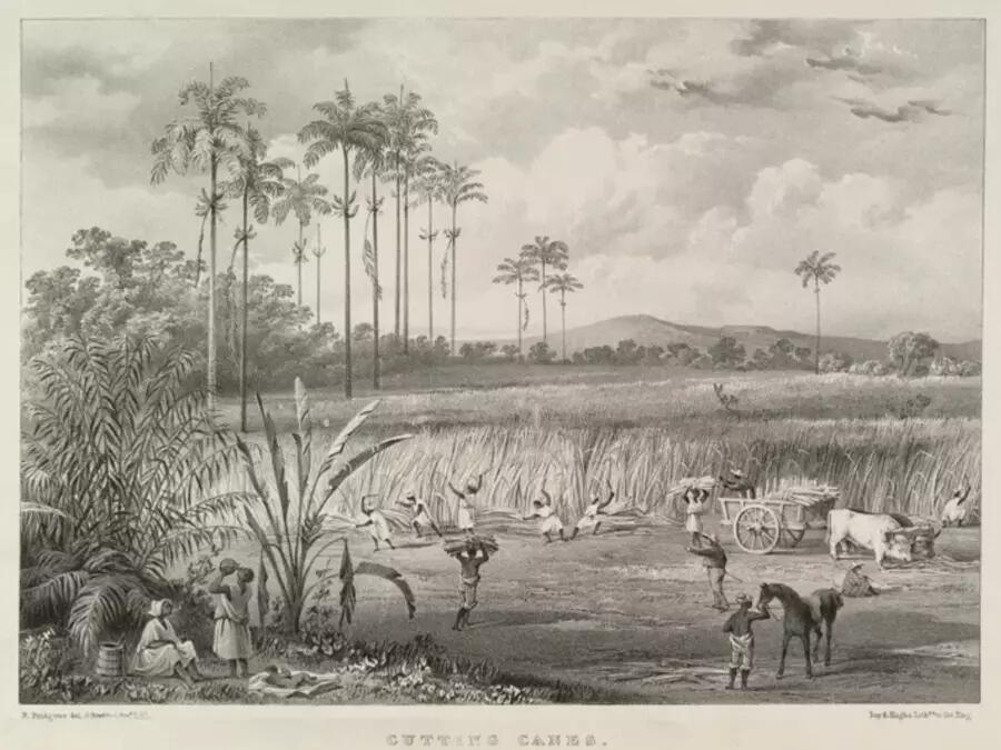 Cutting sugar cane in Trinidad, 1836. Lithograph courtesy Wikimedia Commons