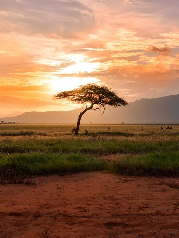 Sunrise view of Tsavo East National Park in Kenya, including a grassy plain and distant mountains.