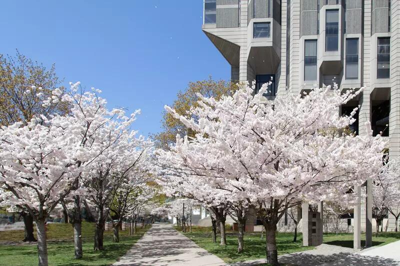 Cherry trees in bloom with U of T's Robarts Library in the background